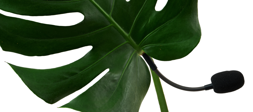 Monstera